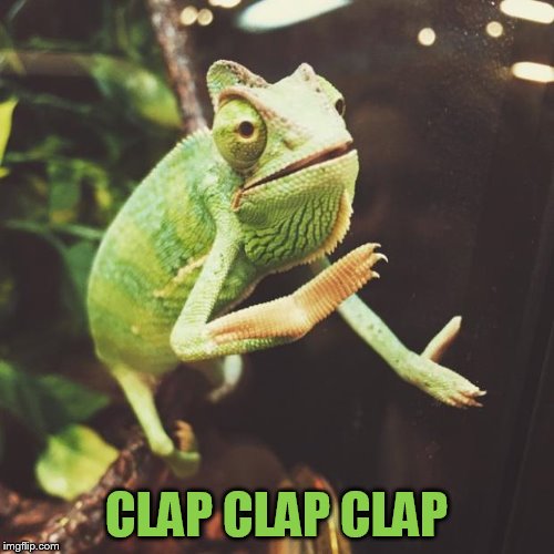 Slow Clap Chameleon  | CLAP CLAP CLAP | image tagged in slow clap chameleon | made w/ Imgflip meme maker