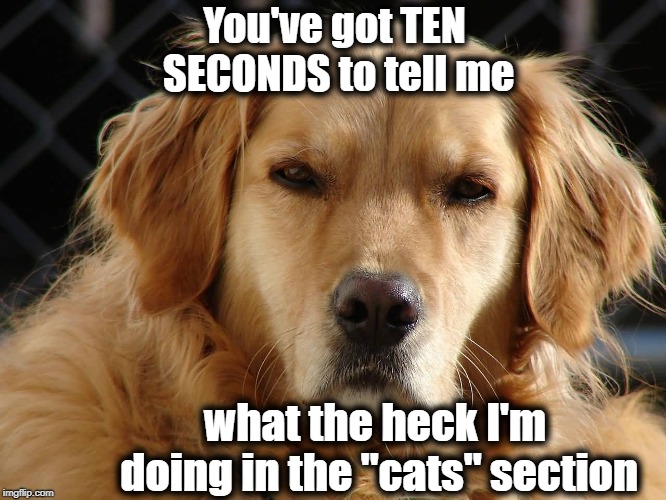 Clock's tickin'! | You've got TEN SECONDS to tell me; what the heck I'm doing in the "cats" section | image tagged in humour,cats,love,hugs | made w/ Imgflip meme maker
