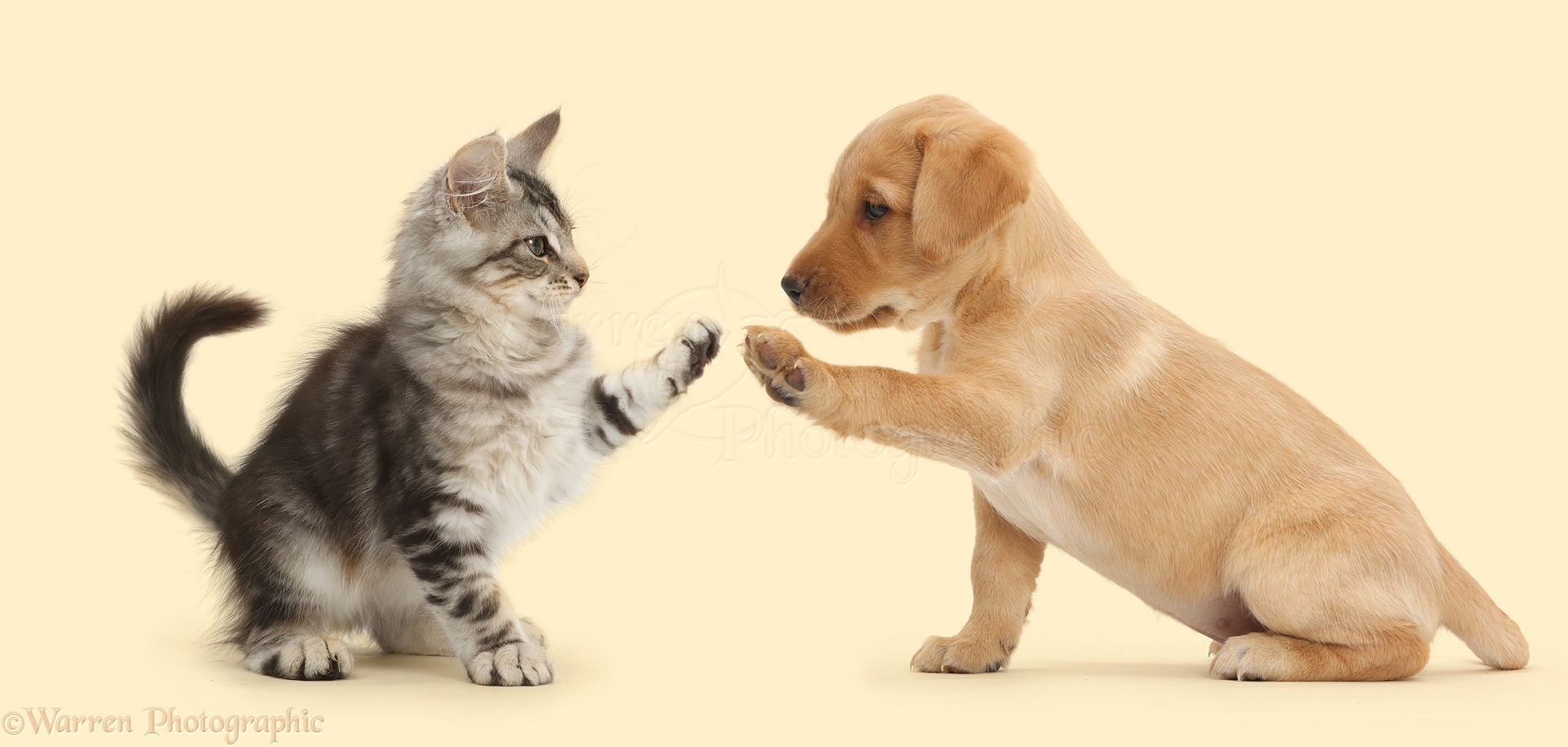 High Quality high five puppy kitty Blank Meme Template