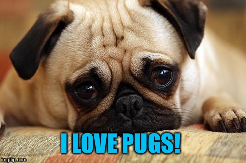 sad pug | I LOVE PUGS! | image tagged in sad pug | made w/ Imgflip meme maker