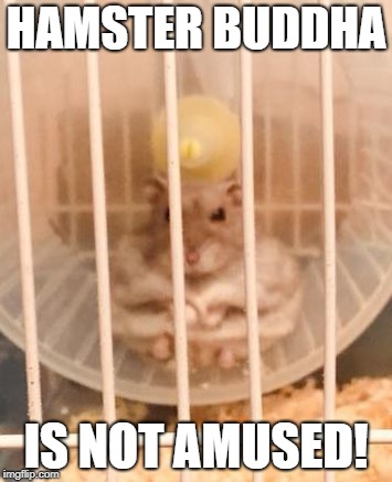 Hamster Buddha is not amused! | HAMSTER BUDDHA; IS NOT AMUSED! | image tagged in hamster buddha | made w/ Imgflip meme maker