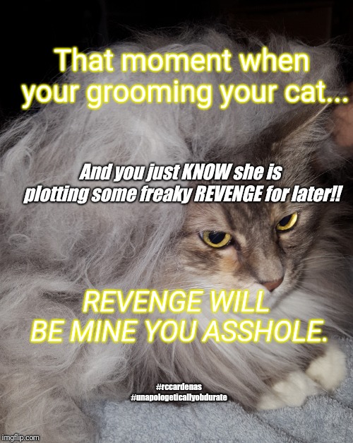 Revenge Cat | That moment when your grooming your cat... And you just KNOW she is plotting some freaky REVENGE for later!! REVENGE WILL BE MINE YOU ASSHOLE. #rccardenas #unapologeticallyobdurate | image tagged in cats,funny cat memes,humor,funny memes,funny meme,pets | made w/ Imgflip meme maker