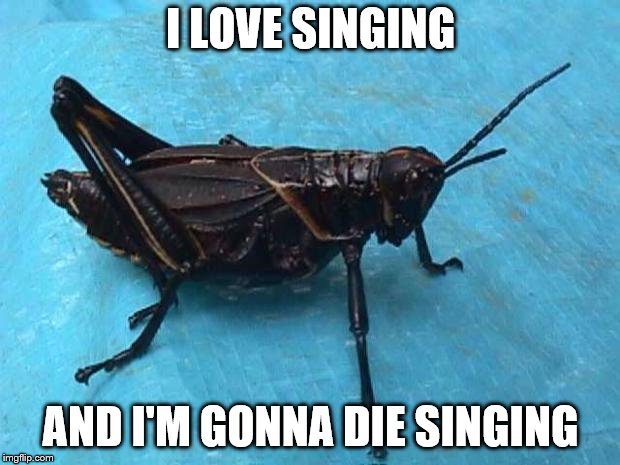 Cricket  | I LOVE SINGING AND I'M GONNA DIE SINGING | image tagged in cricket | made w/ Imgflip meme maker