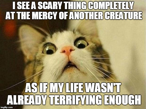 Scared Cat Meme | I SEE A SCARY THING COMPLETELY AT THE MERCY OF ANOTHER CREATURE AS IF MY LIFE WASN'T ALREADY TERRIFYING ENOUGH | image tagged in memes,scared cat | made w/ Imgflip meme maker