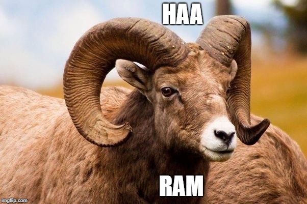 HAA; RAM | image tagged in harambe | made w/ Imgflip meme maker