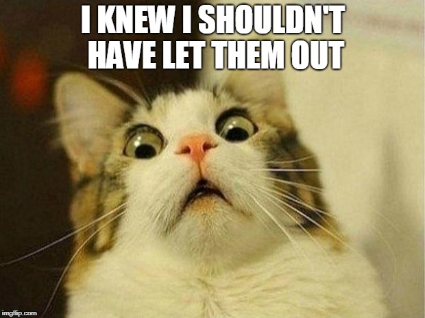 Scared Cat Meme | I KNEW I SHOULDN'T HAVE LET THEM OUT | image tagged in memes,scared cat | made w/ Imgflip meme maker