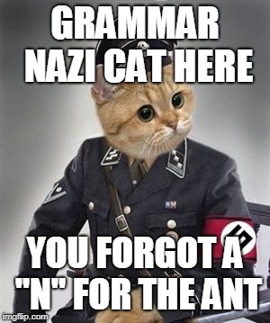 Grammar Nazi Cat | GRAMMAR NAZI CAT HERE YOU FORGOT A "N" FOR THE ANT | image tagged in grammar nazi cat | made w/ Imgflip meme maker