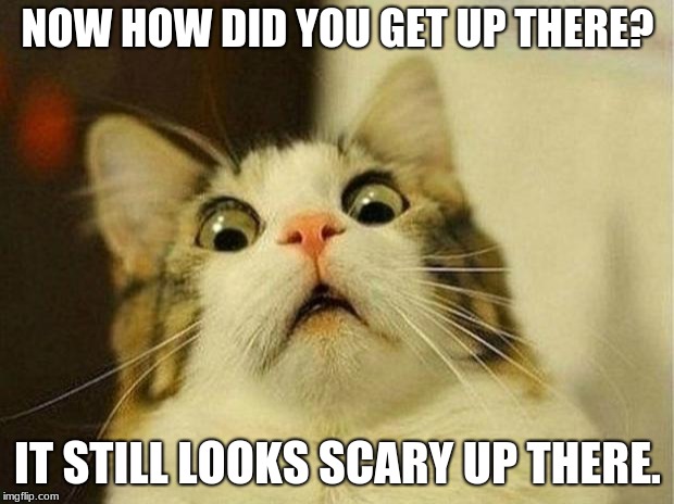 Scared Cat Meme | NOW HOW DID YOU GET UP THERE? IT STILL LOOKS SCARY UP THERE. | image tagged in memes,scared cat | made w/ Imgflip meme maker