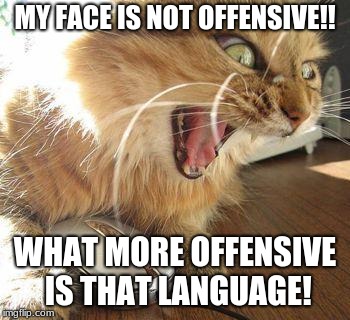 angry cat | MY FACE IS NOT OFFENSIVE!! WHAT MORE OFFENSIVE IS THAT LANGUAGE! | image tagged in angry cat | made w/ Imgflip meme maker