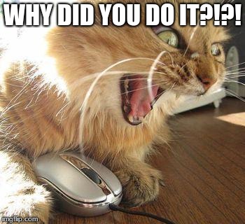 angry cat | WHY DID YOU DO IT?!?! | image tagged in angry cat | made w/ Imgflip meme maker