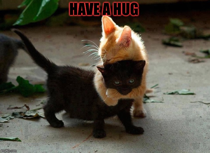 kitten hug | HAVE A HUG | image tagged in kitten hug | made w/ Imgflip meme maker