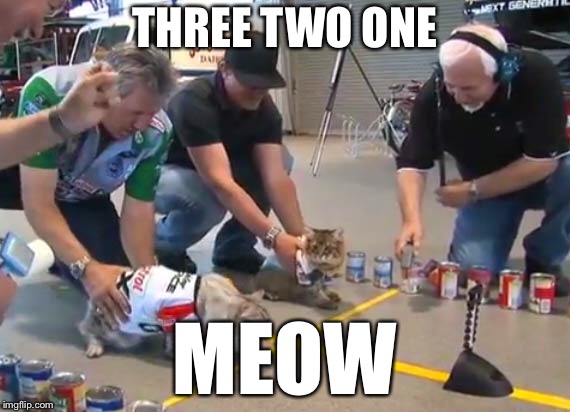 Cat racers |  THREE TWO ONE; MEOW | image tagged in cats | made w/ Imgflip meme maker