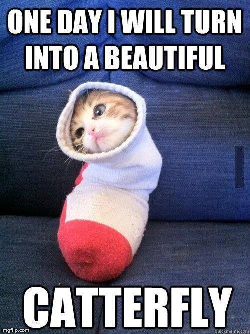 Cat cocoon.  | image tagged in memes,cat,butterfly,cute,humor | made w/ Imgflip meme maker