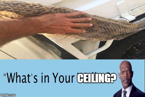 What's In Your Ceiling |  CEILING? | image tagged in snake,ceiling,samuel l jackson,what's in your ceiling | made w/ Imgflip meme maker
