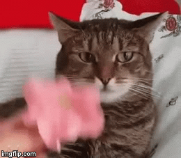 When you find out your owner got a dog. | image tagged in gifs,funny cats | made w/ Imgflip video-to-gif maker