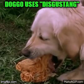 Dog Spaghetti | DOGGO USES "DISGUSTANG" | image tagged in dog spaghetti | made w/ Imgflip meme maker