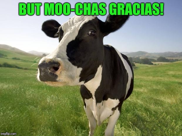 cow | BUT MOO-CHAS GRACIAS! | image tagged in cow | made w/ Imgflip meme maker