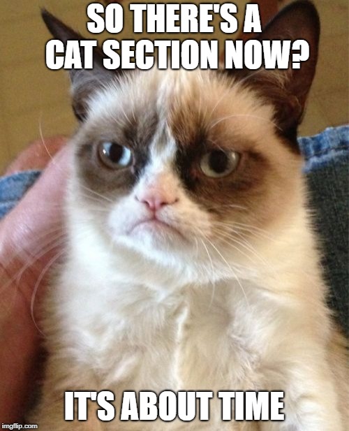 Grumpy Cat Meme | SO THERE'S A CAT SECTION NOW? IT'S ABOUT TIME | image tagged in memes,grumpy cat | made w/ Imgflip meme maker