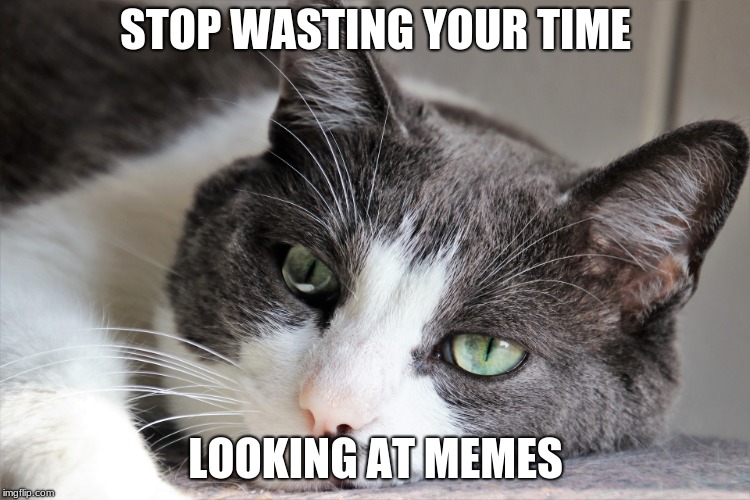 STOP WASTING YOUR TIME; LOOKING AT MEMES | image tagged in no this is patrick | made w/ Imgflip meme maker