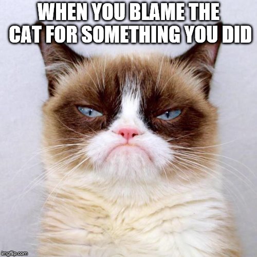 WHEN YOU BLAME THE CAT FOR SOMETHING YOU DID | image tagged in mad cat | made w/ Imgflip meme maker