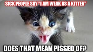 savage cat | SICK PEOPLE SAY "I AM WEAK AS A KITTEN"; DOES THAT MEAN PISSED OF? | image tagged in nick | made w/ Imgflip meme maker