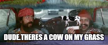 DUDE.THERES A COW ON MY GRASS | image tagged in memes,cheech and chong,420,cow,funny | made w/ Imgflip meme maker