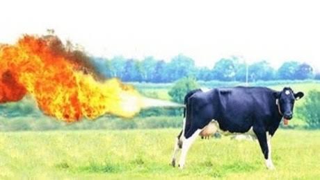 Fire Farting Cow Blank Meme Template