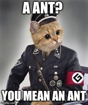 Grammar Nazi Cat | A ANT? YOU MEAN AN ANT | image tagged in grammar nazi cat | made w/ Imgflip meme maker
