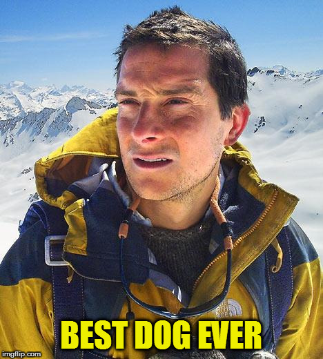 Bear Grylls Meme | BEST DOG EVER | image tagged in memes,bear grylls | made w/ Imgflip meme maker