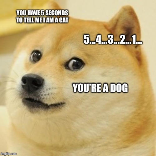 Doge | YOU HAVE 5 SECONDS TO TELL ME I AM A CAT; 5...4...3...2...1... YOU’RE A DOG | image tagged in memes,doge | made w/ Imgflip meme maker