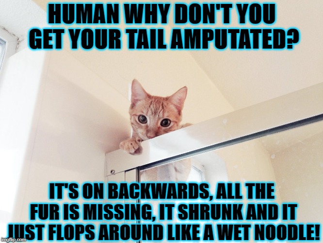 BROKEN TAIL | HUMAN WHY DON'T YOU GET YOUR TAIL AMPUTATED? IT'S ON BACKWARDS, ALL THE FUR IS MISSING, IT SHRUNK AND IT JUST FLOPS AROUND LIKE A WET NOODLE! | image tagged in broken tail | made w/ Imgflip meme maker