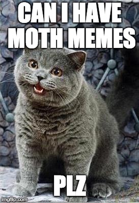 I can has cheezburger cat | CAN I HAVE MOTH MEMES; PLZ | image tagged in i can has cheezburger cat | made w/ Imgflip meme maker