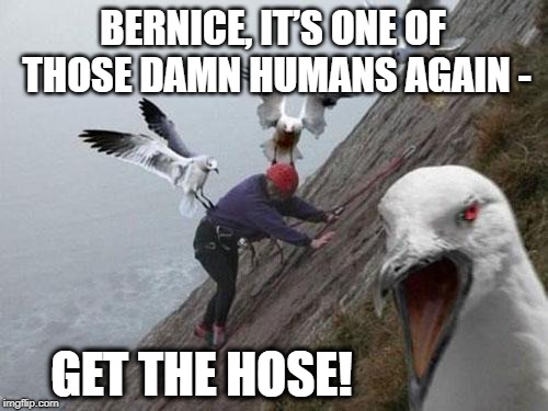 WHEN ANIMALS ATTACK! | BERNICE, IT’S ONE OF THOSE DAMN HUMANS AGAIN -; GET THE HOSE! | image tagged in angry birds,animal attack,mountain climbing,dumbass,death wish | made w/ Imgflip meme maker