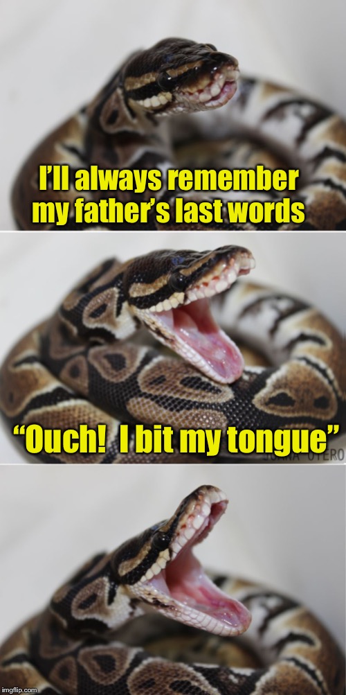 A poisonous snake’s last bite | I’ll always remember my father’s last words; “Ouch!  I bit my tongue” | image tagged in pun snake,memes,poison,snake | made w/ Imgflip meme maker