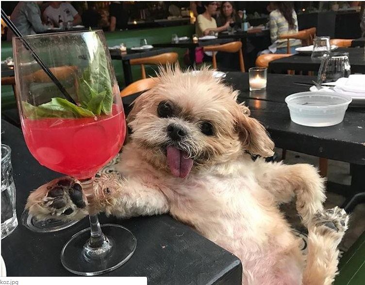 Dog Posing with a cocktail Blank Meme Template