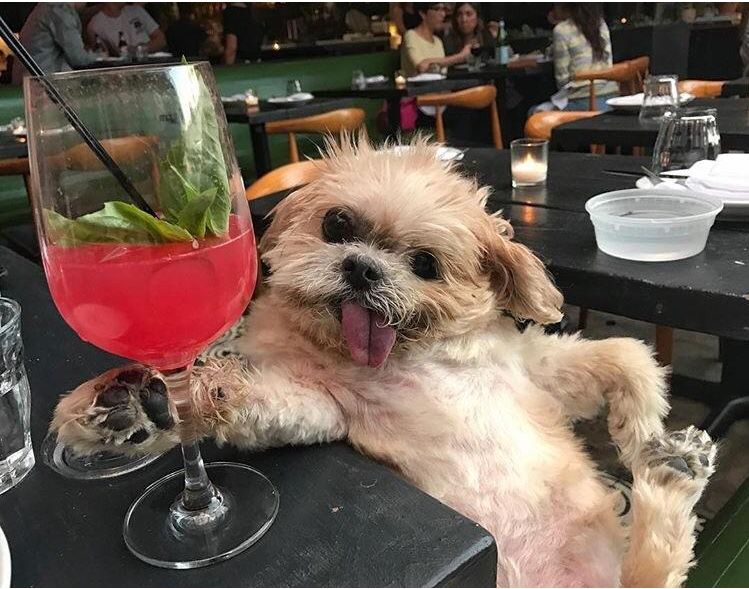 High Quality Dog Posing with a cocktail Blank Meme Template