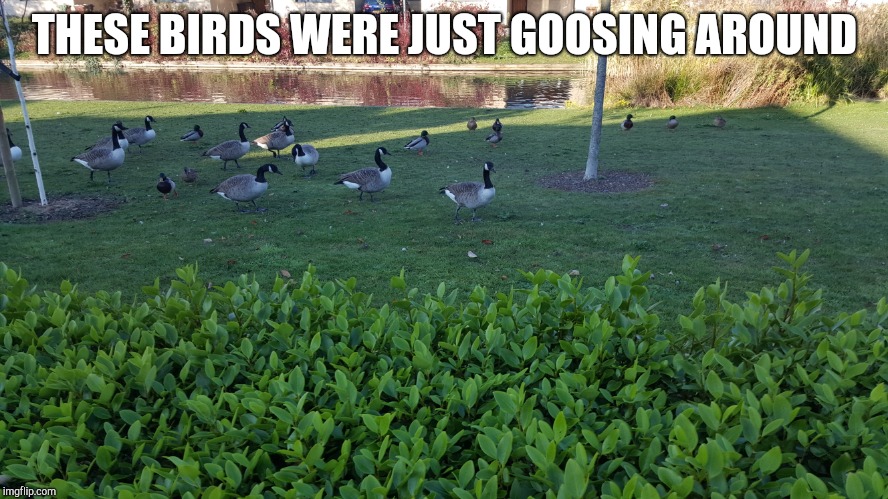 THESE BIRDS WERE JUST GOOSING AROUND | image tagged in animals | made w/ Imgflip meme maker
