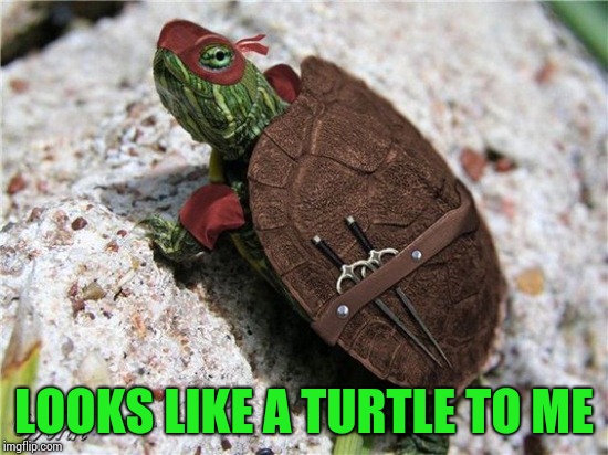 LOOKS LIKE A TURTLE TO ME | made w/ Imgflip meme maker