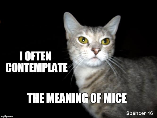 image tagged in cat,the meaning of life,mice,is this a mouse,is this a pigeon,kitty | made w/ Imgflip meme maker