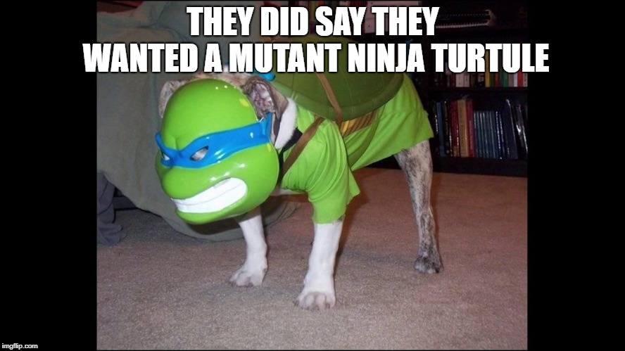  THEY DID SAY THEY WANTED A MUTANT NINJA TURTULE | image tagged in ninja turtule | made w/ Imgflip meme maker