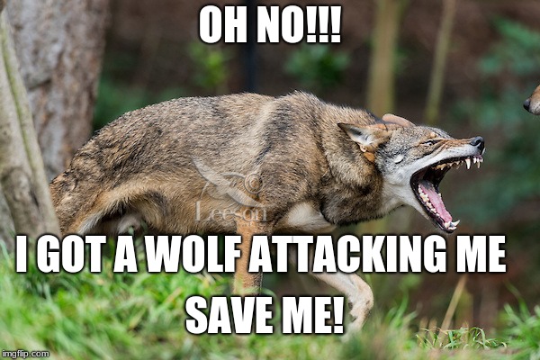 Red wolf | OH NO!!! I GOT A WOLF ATTACKING ME; SAVE ME! | image tagged in red wolf | made w/ Imgflip meme maker