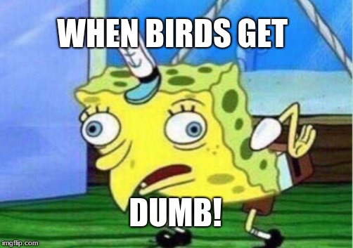 Mocking Spongebob | WHEN BIRDS GET; DUMB! | image tagged in memes,mocking spongebob | made w/ Imgflip meme maker