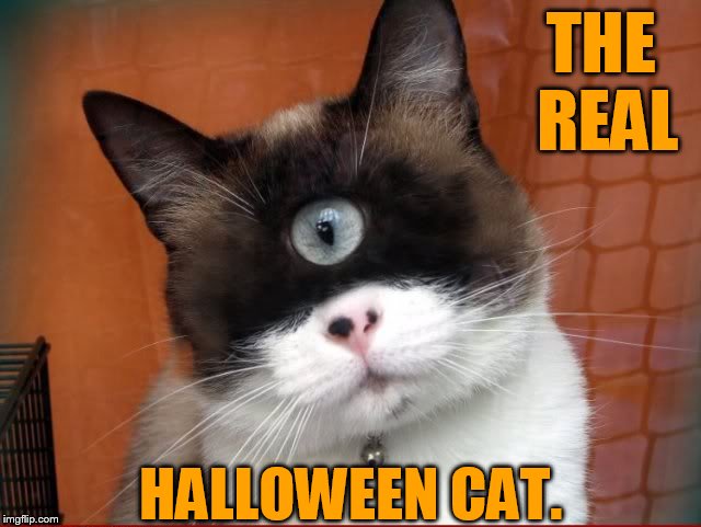 Ahhhhh! | THE REAL; HALLOWEEN CAT. | image tagged in memes,real life,cyclops,cat,ahhhhh,halloween | made w/ Imgflip meme maker