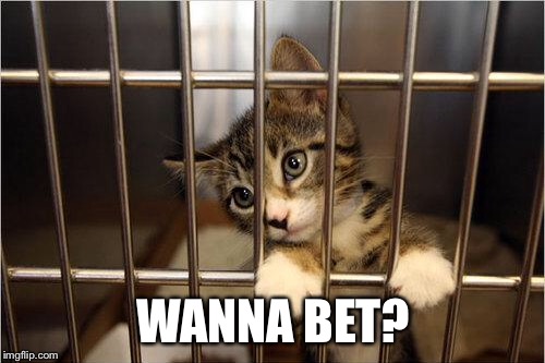 cat jail | WANNA BET? | image tagged in cat jail | made w/ Imgflip meme maker