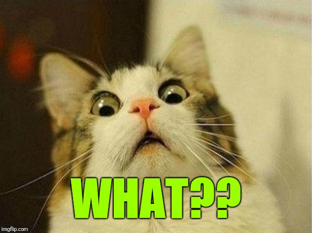 Scared Cat Meme | WHAT?? | image tagged in memes,scared cat | made w/ Imgflip meme maker