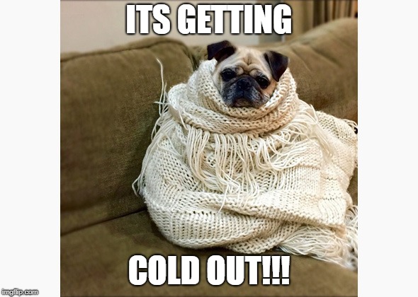 Pug in a Blanket | ITS GETTING; COLD OUT!!! | image tagged in pug in a blanket | made w/ Imgflip meme maker