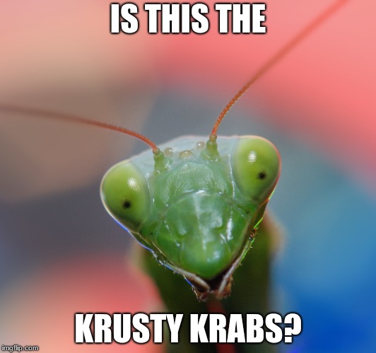 IS THIS THE; KRUSTY KRABS? | image tagged in welcome to the internets | made w/ Imgflip meme maker