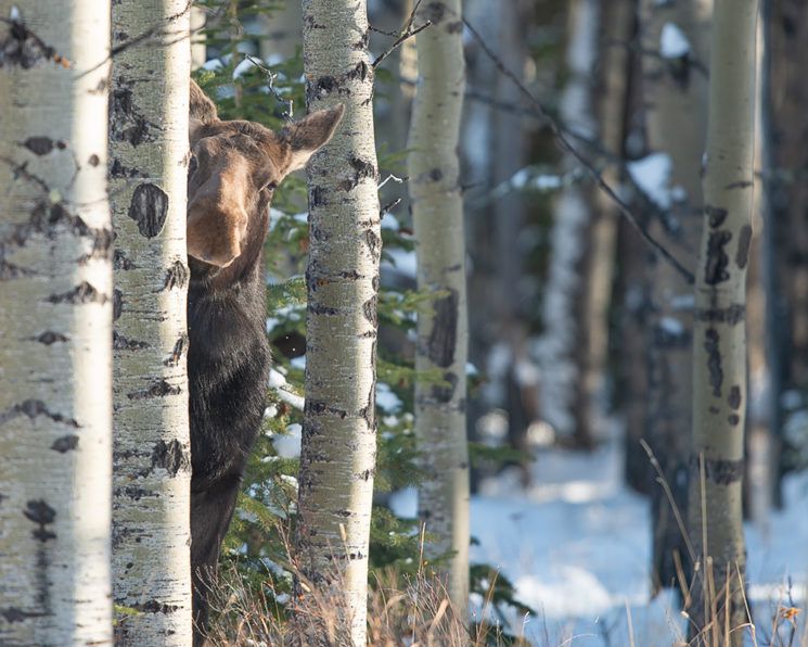 sneaky moose Blank Meme Template