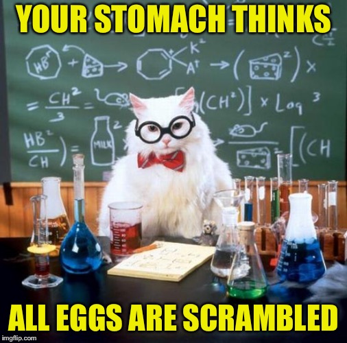 Chemistry Cat Meme | YOUR STOMACH THINKS; ALL EGGS ARE SCRAMBLED | image tagged in memes,chemistry cat | made w/ Imgflip meme maker