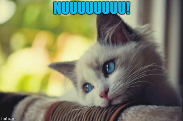 Sad cat | NUUUUUUUU! | image tagged in sad cat | made w/ Imgflip meme maker